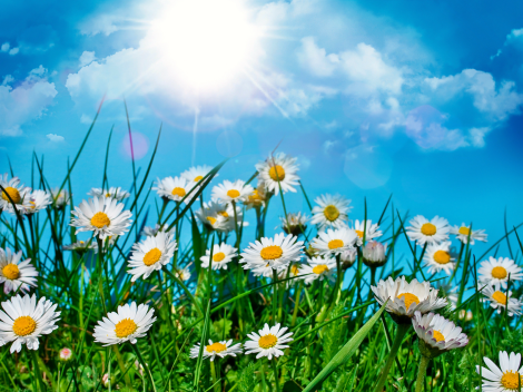 Summer-Flower-Wallpapers